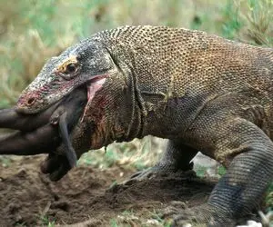 از جذابیت‌های حیات وحش؛ کومودو با گرازا همسفره شد اعتمادشونو جلب کرد اونارو بلعید