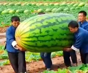 کشاورزی نوین؛ هندونه پرورش دادن موقع جابجایی انقد سنگینه بیفته روشون فاتحه شون خوندس