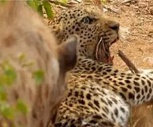 راز بقا؛ لحظه دلخراش بسته شدن دفتر زندگی پلنگ پیر