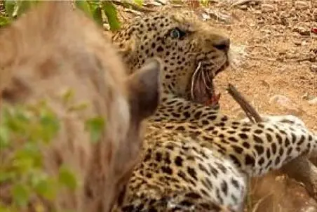 راز بقا؛ لحظه دلخراش بسته شدن دفتر زندگی پلنگ پیر