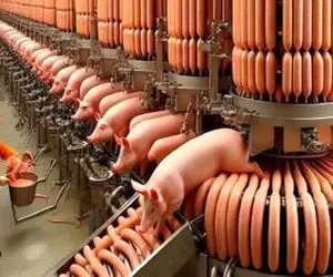 فرآوری خوک؛ خوک لجن قلمبه حرومی بعد کارواش گذاشت دستگاه چرخ سوسیس تحویل گرفت