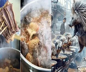 فرآوری جوجه تیغی؛ تخم جوجه تیغیو تو ماسه میکارن چاق شد کبابی و سوخاری میکنن