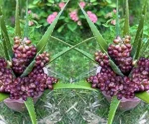 کشاورزی نوین؛ موقع کاشت انگور به خاکش آلوورا زدن آلوئه ورایی دراومد که انگور آویزونش