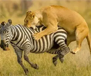 جذابیت حیات وحش؛ شیر شقی عزرائیل خرای راه راهه!