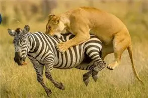 جذابیت حیات وحش؛ شیر شقی عزرائیل خرای راه راهه!