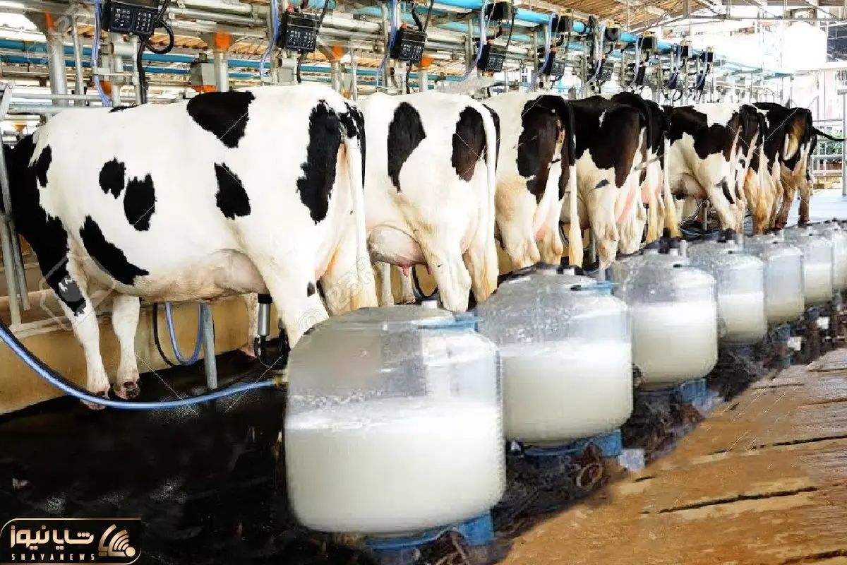 فرآوری گاو؛ ماده گاو خوش هیکل و رعنا 500 کیلو عضله داره 120 کیلو شیر میده