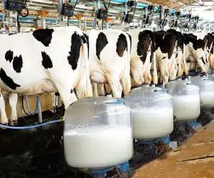 فرآوری گاو؛ ماده گاو خوش هیکل و رعنا 500 کیلو عضله داره 120 کیلو شیر میده