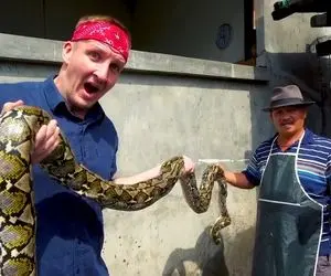 غذای عجیب جنگل اندونزی ؛ عجیب ترین غذاهایی که تست کردنش دل میخواد / از مار غولپیکر نگم