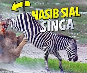جذابیت حیات وحش؛ گورخر انقد آفتاب بالانس زد تا شیر کنه ازش جداشه