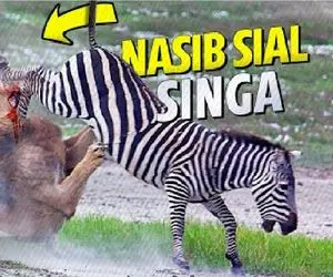 جذابیت حیات وحش؛ گورخر انقد آفتاب بالانس زد تا شیر کنه ازش جداشه