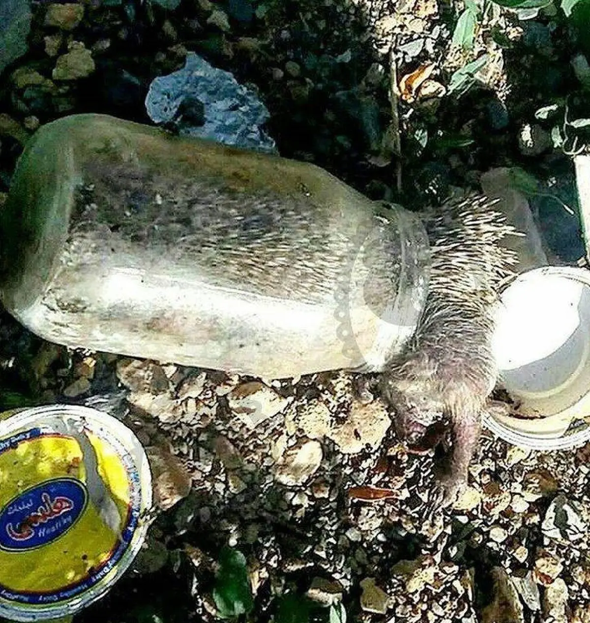 رها کردن زباله در طبیعت