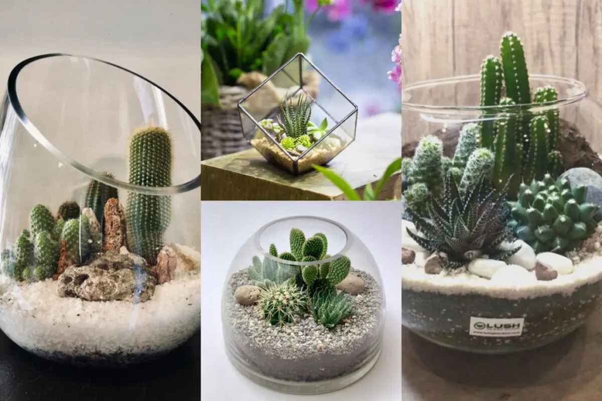 cactus-terrarium-model-cover-1024x683