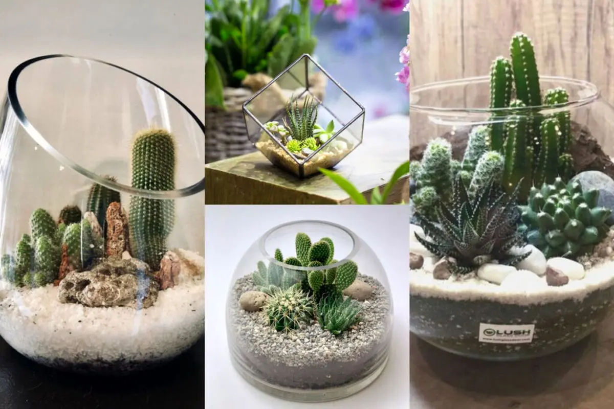 cactus-terrarium-model-cover-1024x683