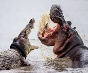 مستند حیات وحش؛ عناد بیدادگرانه اسب آبی و تمساح روی برکه برای بلع دیگری