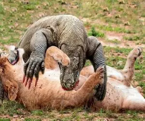 از بدایع حیات وحش؛ کومودو سفاک شیرجه زد رو شیر شکمشو پاره کرد جنینشو خورد