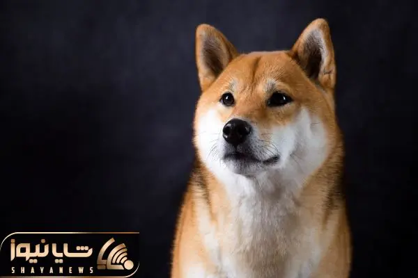 SHIBAINU