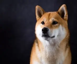 خبری خوش برای کاربران شیبااینو راه حل های جدید در پیش است!