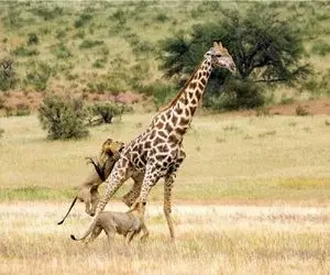 بر مدار وحش؛ شیر شرقو میگیره غربو میزنه 