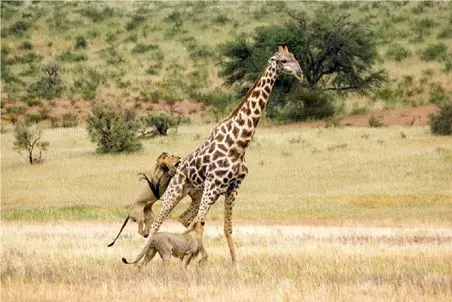 بر مدار وحش؛ شیر شرقو میگیره غربو میزنه 