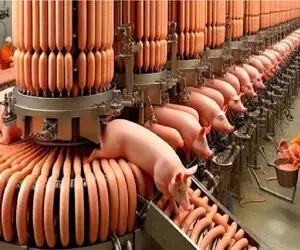 فرآوری خوک؛ خوک لجن زیست حرومی شقه میندازن تو چرخ گوشت برا تامین سوسیس بازار