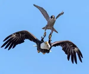 از جذابیت‌های حیات وحش؛ عقاب رو هوا با یه پشتک بالانس یه پرنده شکار میکنه