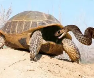 جذابیت حیات وحش / عاقبت سرک کشی مار در لاک لاکپشت بخیر نشد