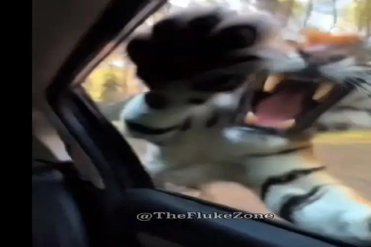 معماری طبیعت؛ زنه شکار ببر رو قاپید گازشو گرفت ببر کینه کرد و...