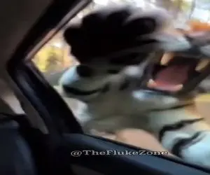 معماری طبیعت؛ زنه شکار ببر رو قاپید گازشو گرفت ببر کینه کرد و...