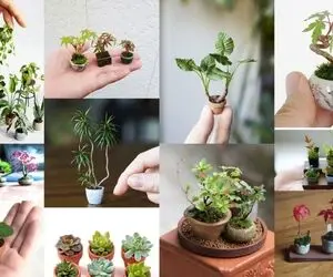 معرفی نمونه گیاهان مینیاتوری جهت زیباسازی فضاهای کوچک / باهاشون میشه تابلوی زنده ساخت