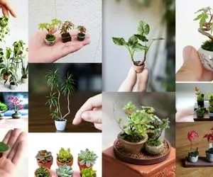 معرفی نمونه گیاهان مینیاتوری جهت زیباسازی فضاهای کوچک / باهاشون میشه تابلوی زنده ساخت