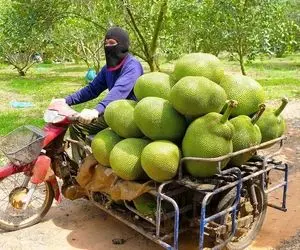 کشاورزی نوین؛ جک فروت کاشتن هر کدوم اندازه هندوانه از درخت آویزووون