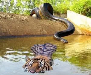 از جذابیت های حیات وحش؛ مار بزرگ با جربزه از پشت افتاد دنبال ببر وحشی تا شکارش کنه