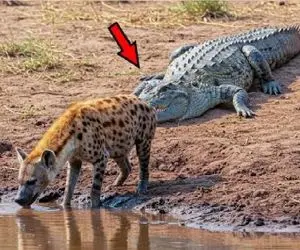 مستند حیات وحش؛ تاوان تجاوز کفتار کریه به قلمرو کروکودیل سنگین بود