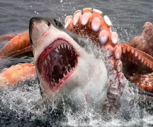 دنیای آبزیان؛ اختاپوس شریر مثل بختک افتاد رو کوسه و اینقدر فشار آورد خفش کرد