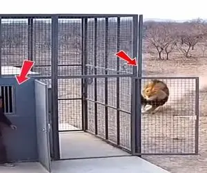 معماری طبیعت؛ یکی بالاخره با دم شیر بازی کرد