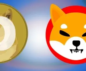 واژگونی جدید برای شیبااینو!