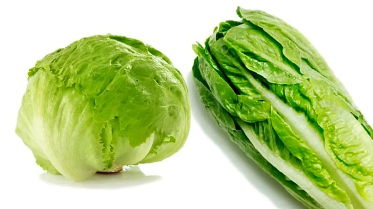 iceberglettucevsromainelettuce