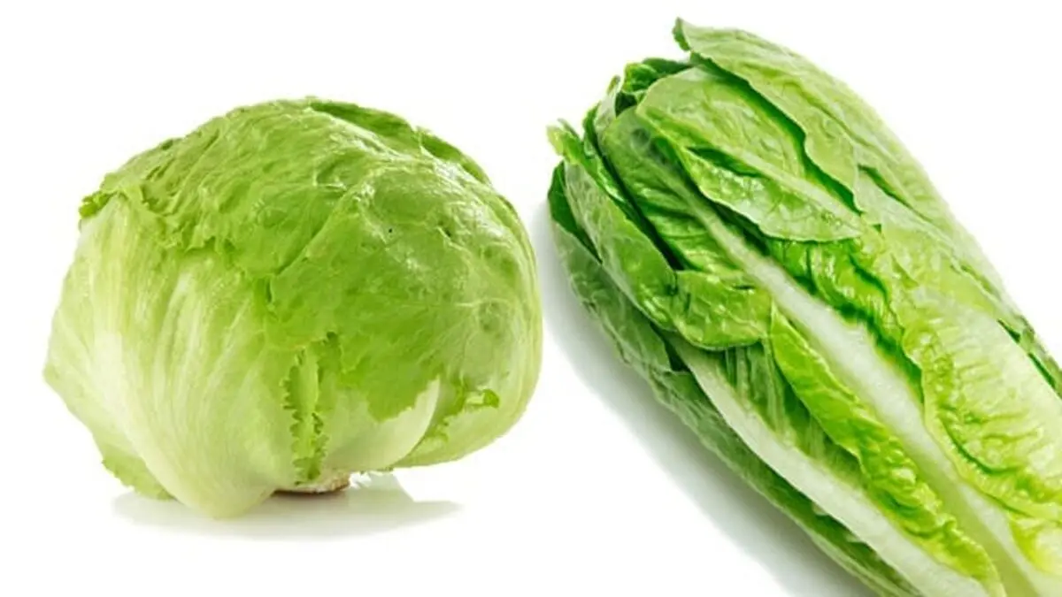 iceberglettucevsromainelettuce