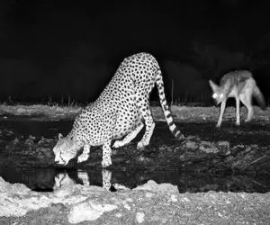 مستند حیات وحش؛ تو تاریکی شب پلنگ آب میخورد که شغال بازیگوش باسن شو گاز گرفت