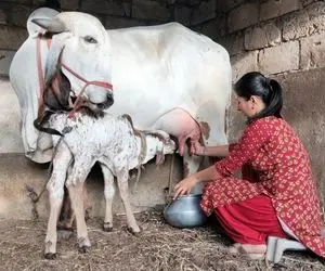 گاوهای باورنکردنی؛ گاو مش حسن همینه هم به بچه اش شیر میده هم به زن مشتی حسن