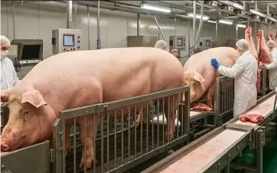 فرآوری خوک؛ خوک‌ چاق و چله رو می‌کشن زیر تیغ تا بشه گوشت تازه و سوسیس پر سود