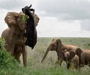مستند حیات وحش؛ فیل بوفالویی که قصد اذیت داشت رو زد زمین هوا بره