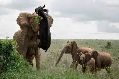 مستند حیات وحش؛ فیل بوفالویی که قصد اذیت داشت رو زد زمین هوا بره