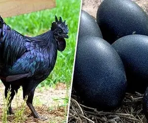 کارخانه حیوانات؛ با تزریق هورمون مرغ پرورش میده هرکول و سیاه تو قاموس نمیگنجه