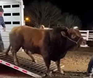 دامداری نوین؛ گاو موقع حمل دنده عقب گرفت مرده سکندری خورد