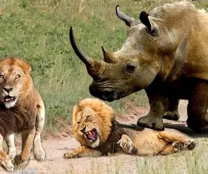 مستند حیات وحش؛ کرگدن غووول نه چندان مهربانانه شیرها رو از خواب بیدار کرد