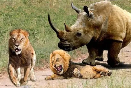 مستند حیات وحش؛ کرگدن غووول نه چندان مهربانانه شیرها رو از خواب بیدار کرد