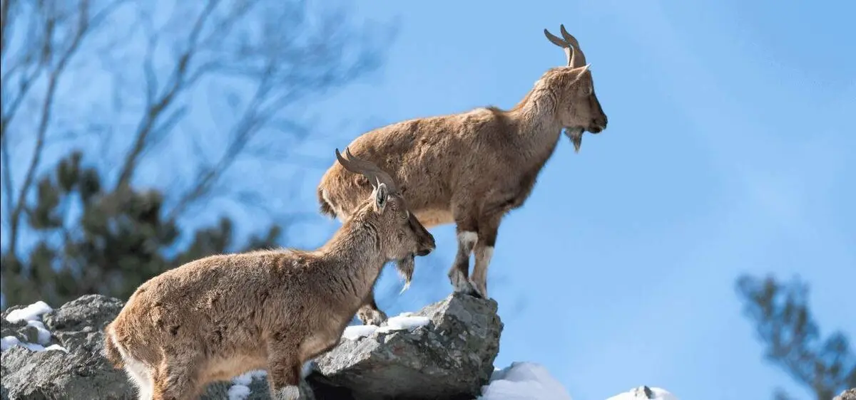 Markhor-goats