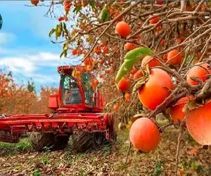 کشاورزی نوین؛ چشم بادومی ها با ابزارآلات پیشرفته گرون ترین خرمالو دنیا پرورش میدن