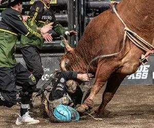 تاخت‌وتازهای خونین؛ گاو عصیانگر تو بازی شاخشو فرو کرد تو شکم گاوچرون جر خورد